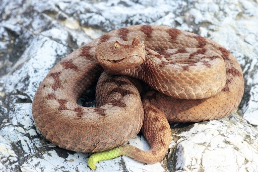 Vipera Ammodytes 