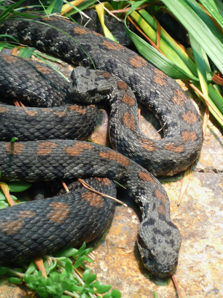 Vipera Raddei  