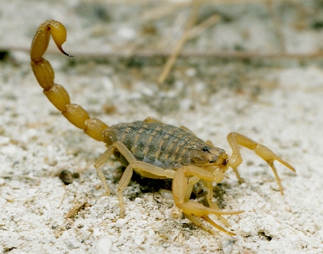 Mesobuthus Eupeus 