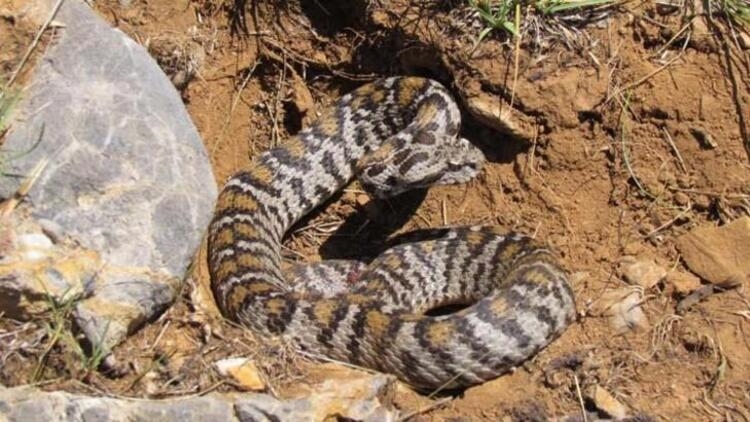 Vipera Wagneri  